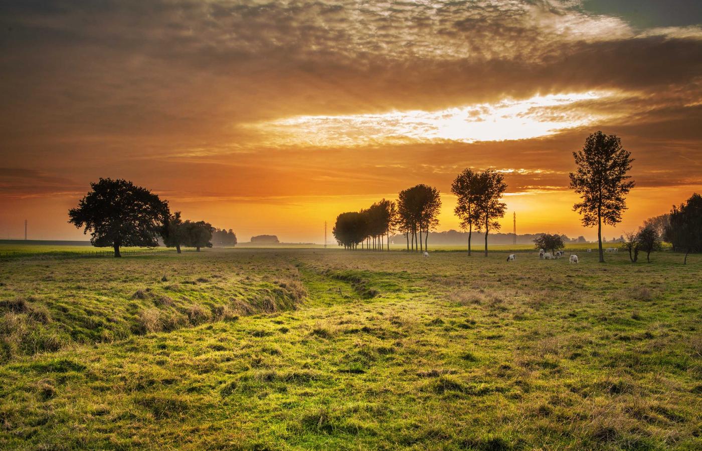 Porträt von Sophie Neumann